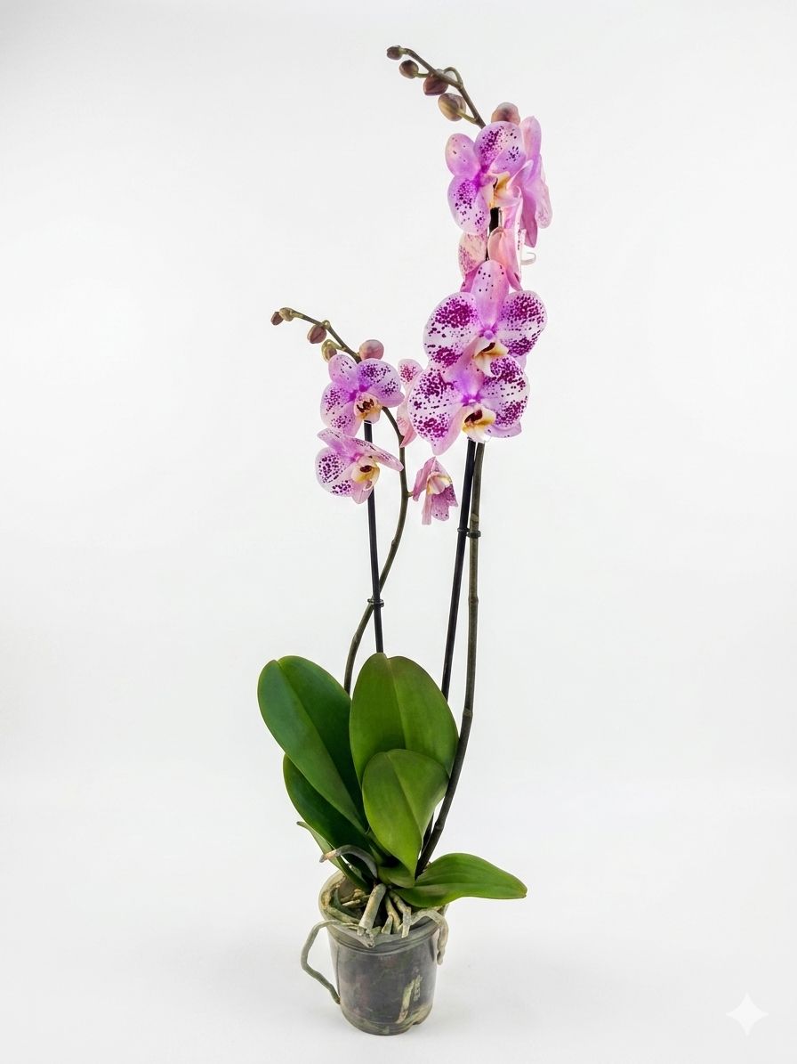 Çift Dallı Benekli Egzotik Orkide - uşak milano çiçek