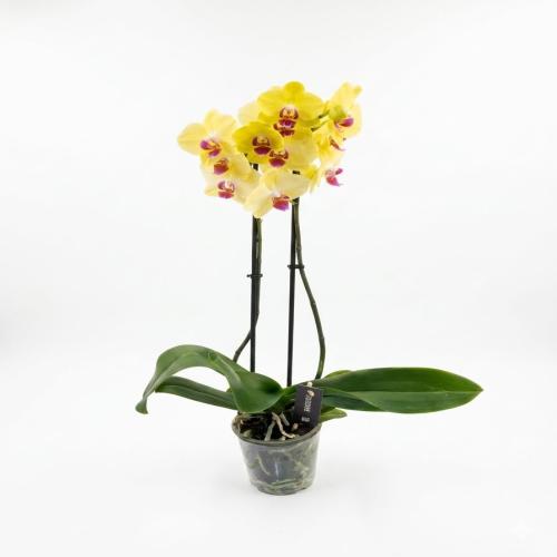 Güneş Işığı: Çift Dallı Sarı Premium Orkide