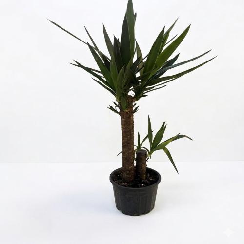 Salonların Vazgeçilmezi: Dev Yuka Bitkisi