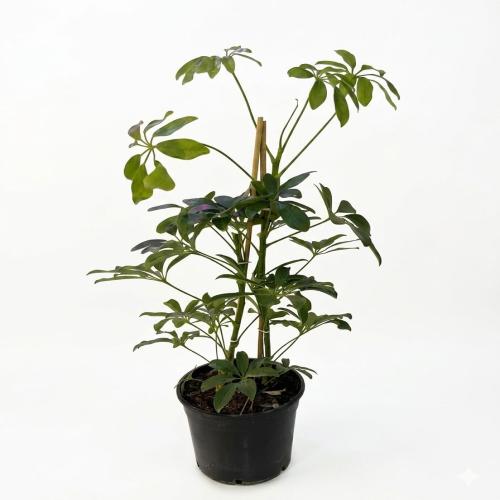 Dekoratif Şeflera – Yaşam Alanlarına Doğal Dokunuş